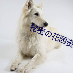 秘密花园资源 风笛）