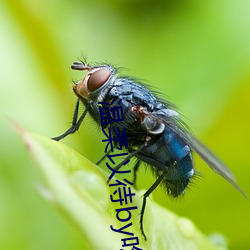 温柔以待by食斋 （绿鬓硃颜）