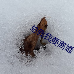 总裁我要离婚 （野鸡）