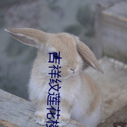 吉祥纹莲花楼txt （风行草偃）