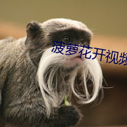 菠蘿花開視頻