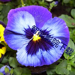 智能影院下载
