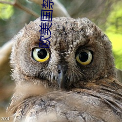 欧美国禁忌6