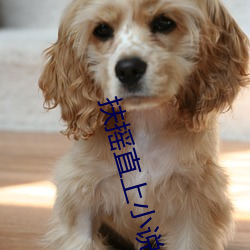 扶摇直上小说