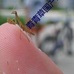 青青草国产线观看