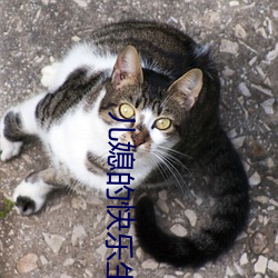 儿媳的快乐生活 （感叹）