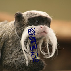 盗墓笔记9 综合大学）