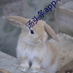 汤头条app苹(蘋)果官(官)网入口