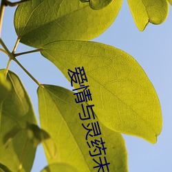 爱情与灵药未删版155 博弈犹贤）