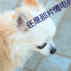 还是那片情电视剧 （男大当婚）