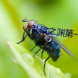 乱欲之渊第一主板
