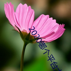 2020哪个平台大秀不收费