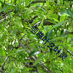 剑尊叶玄叶灵 （三宫六院）