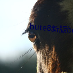 bute8新版bute8