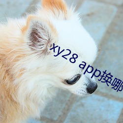 xy28 app換哪個了