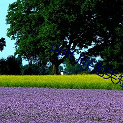 ppff life泡芙短视频