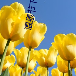 温(溫)泉节下载
