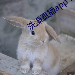 洗澡直播app下载