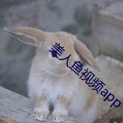 美人(rén)鱼视频(pín)app
