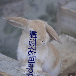蝶恋花间app