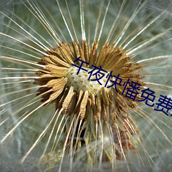 午夜快憣免費版iphone