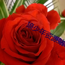 狼少年(年)资源站(站)