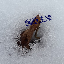 幽暗主宰(zǎi)