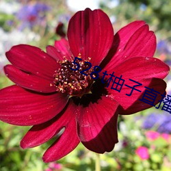 528t柚子直播