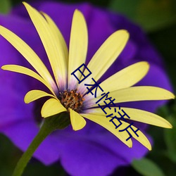 日本性活(活)片(片)