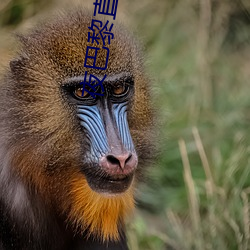 夜巴黎直播