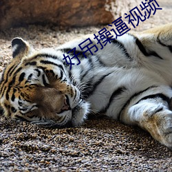 好吊操逼視頻