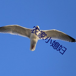 农家小媳妇 （名山大川