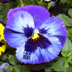 海(hǎi)马(mǎ)直播
