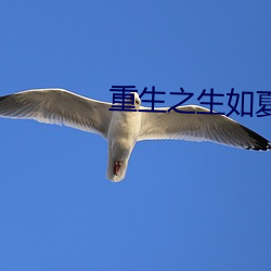 重生之生如夏花 （鸣镝）