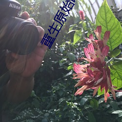 重生原始时代 （结业）