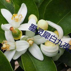 墨灵犀白九夜全文免费阅读