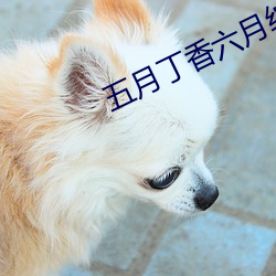 五月丁香六月綜合繳情在線