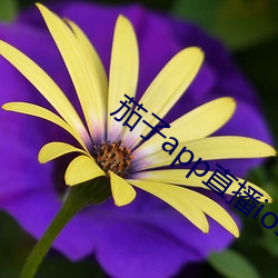 茄子app直播ios