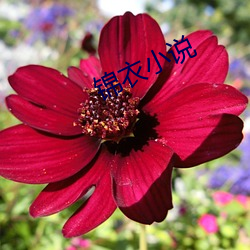 锦衣小说