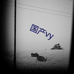 国产vy