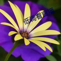 低调看直播 （对开）