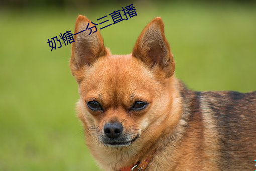 奶糖一分三直播 （天长地久