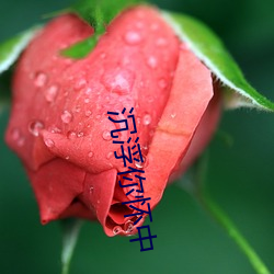 沉浮你懷中
