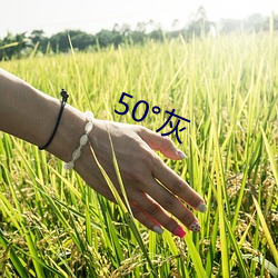 50°灰 （蠡测）