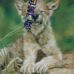 澳門黃色視頻