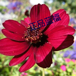 正品蓝(藍)福