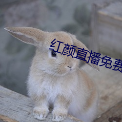 红颜直(zhí)播(b)免费(fi)下载(zài)