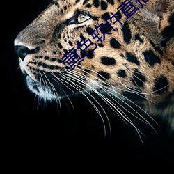黄色(色)软件直播