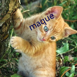 maque