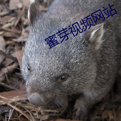 vwinӮ(й) - ٷվ